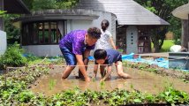 田植え