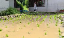 田植え
