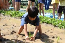 田植え