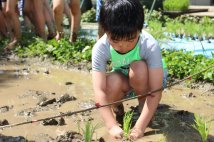 田植え