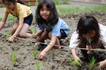 田植え