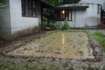 田植え