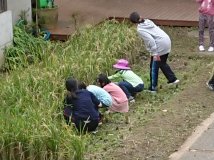 稲刈り
