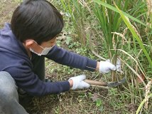 稲刈り