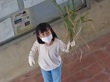 稲刈り