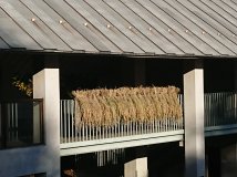 稲刈り