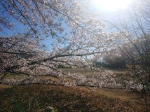 春満開