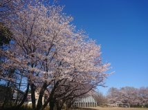 春満開