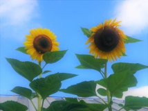夏が来ました！