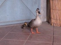 新入（侵入）生