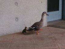 新入（侵入）生