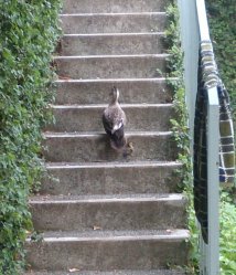 新入（侵入）生