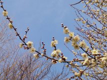 春のいぶき
